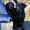 Black Labrador Notecards by Charles Sainsbury-Plaice