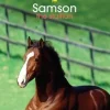 Book Tilly's Pony Tails 04 Samson the Stallion