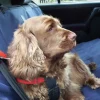 Danish Design Waterproof Car Seat Cover