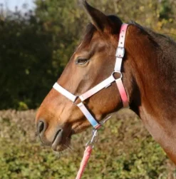 HY Equestrian Ombre Head Collar and Lead Rope