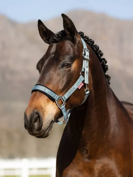 LeMieux Logo Headcollar AW24
