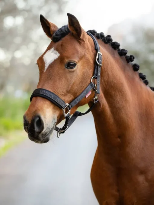 LeMieux Logo Headcollar AW24