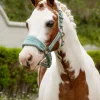 LeMieux Mini Vogue Headcollar & Leadrope SS25
