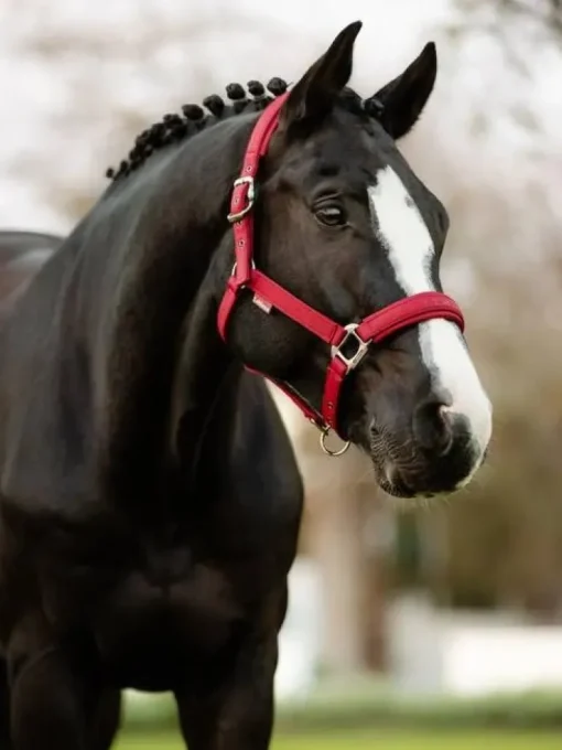 LeMieux Soft Shell Headcollar AW24