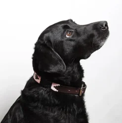 Pampeano Leather Dog Collar Hermoso