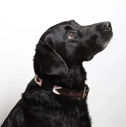 Pampeano Leather Dog Collar Hermoso