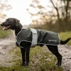 Reincoat Dog