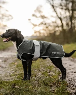 Reincoat Dog