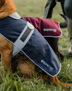 Reincoat Dog