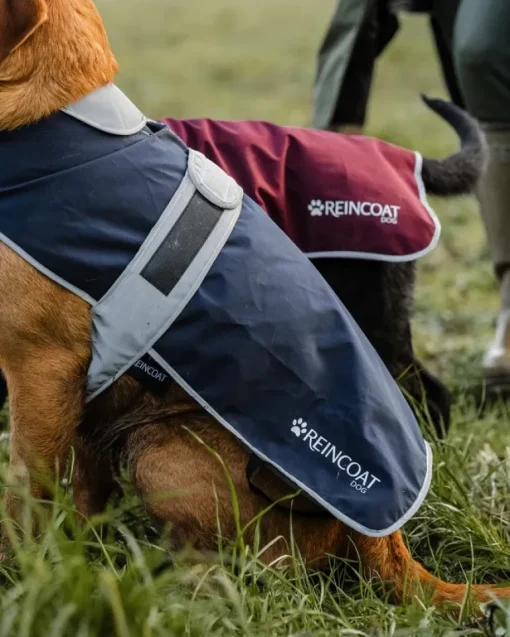 Reincoat Dog